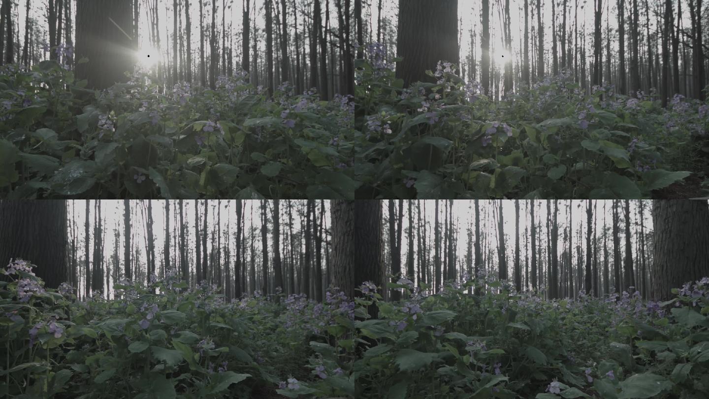 森林里的花