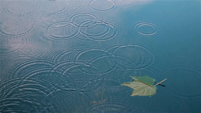 水面落叶