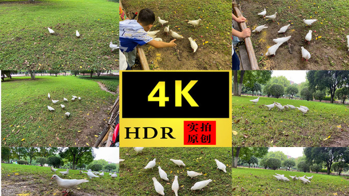【4K】人文景观公园里孩子投喂鸽子