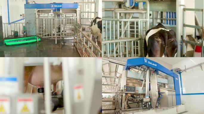 4K奶牛挤奶生产