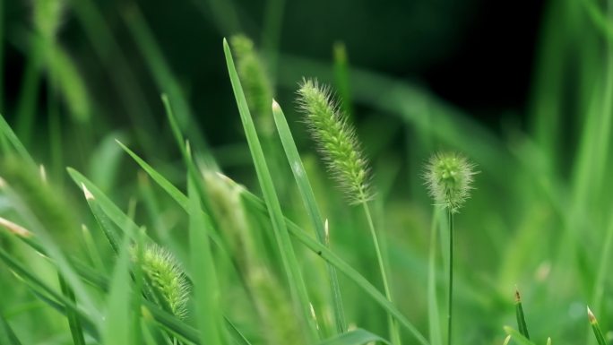 风中唯美狗尾巴草-小草画面