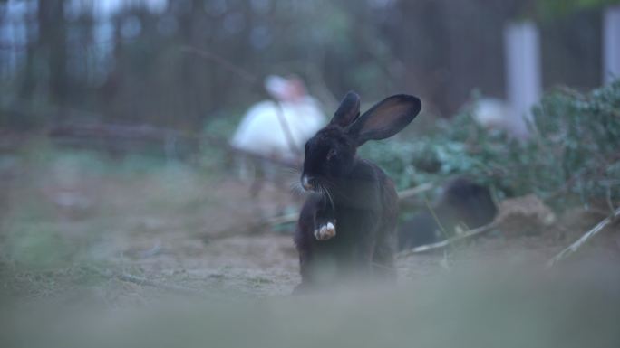 农村养殖兔子4K