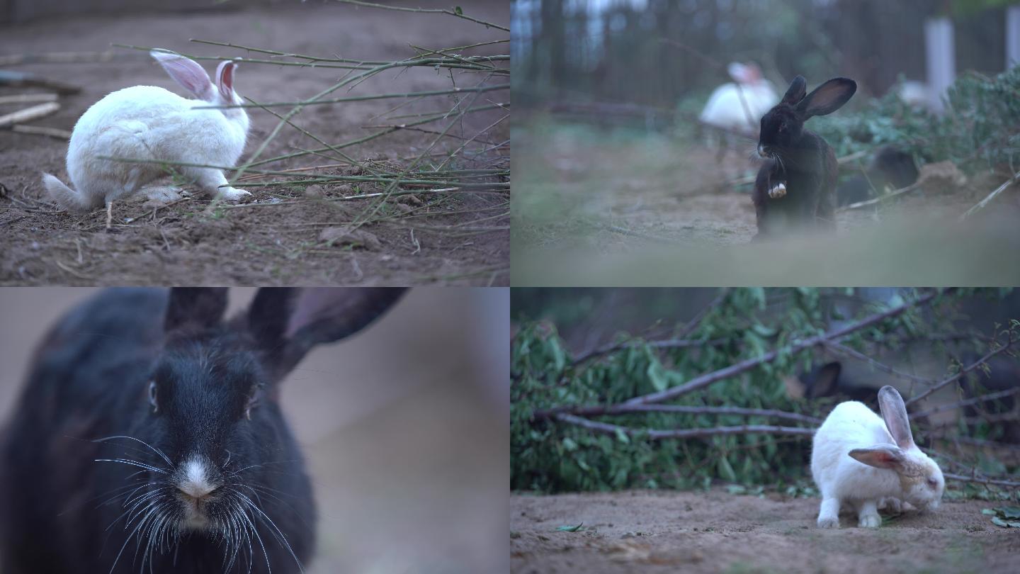 农村养殖兔子4K