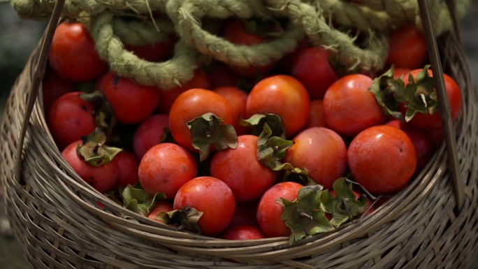 柿子红了 丰收的喜庆