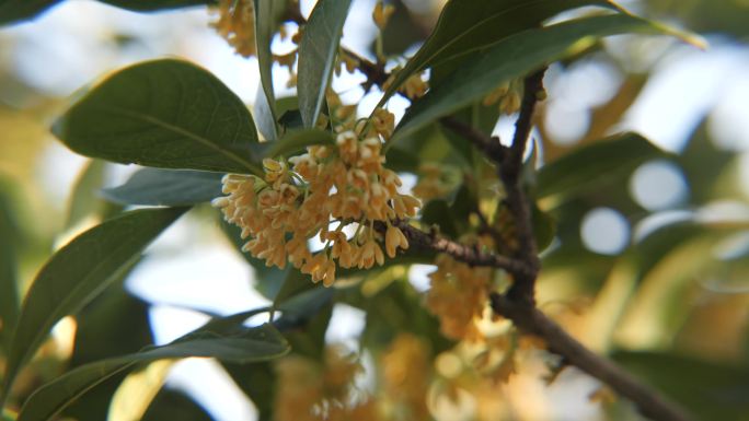 桂花开花