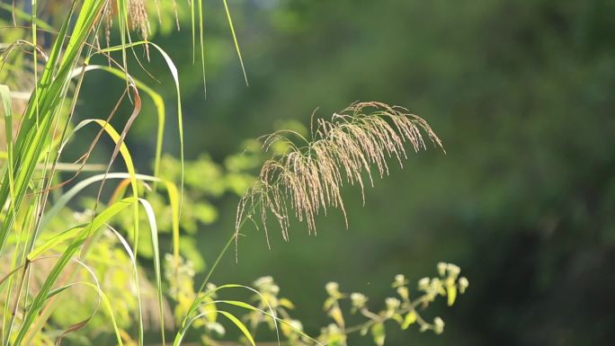 荻草