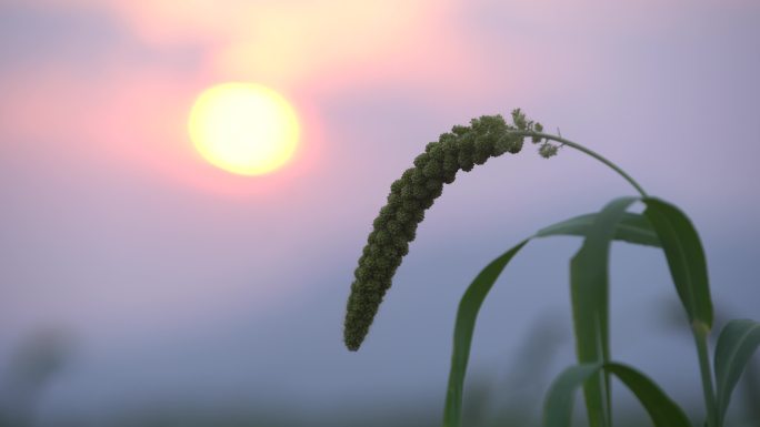 现代农业种植谷子小米杂粮30帧4K