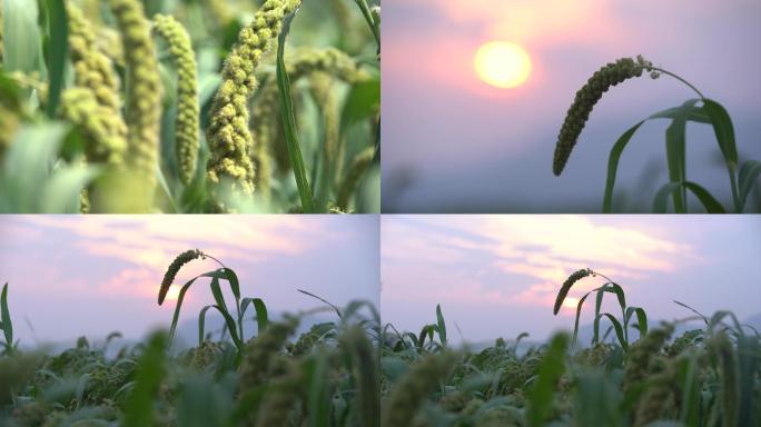 现代农业种植谷子小米杂粮30帧4K