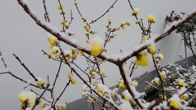 初冬的雪