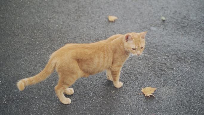 生活在大城市里的流浪猫