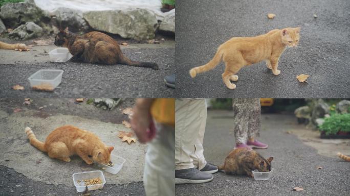 生活在大城市里的流浪猫