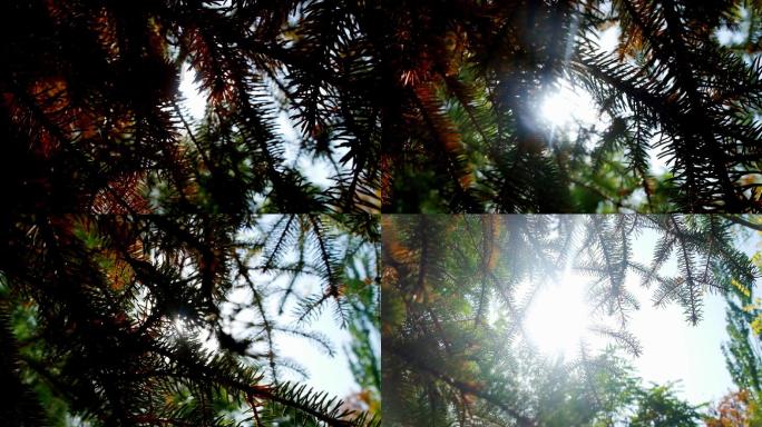 阳光穿过松树-穿过树枝
