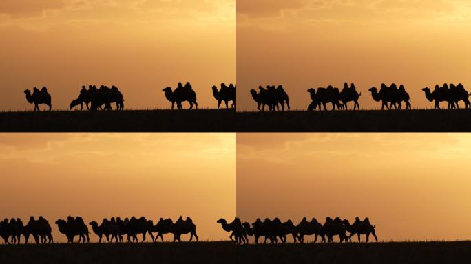 草原骆驼夕阳实拍素材