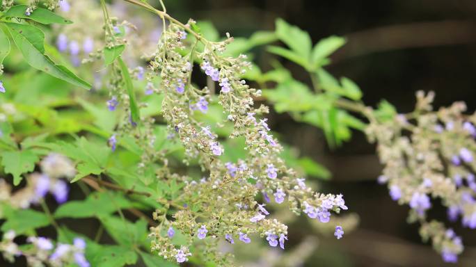 4K采蜜的花期空镜头5组