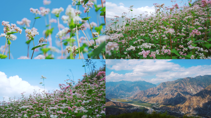 荞麦花