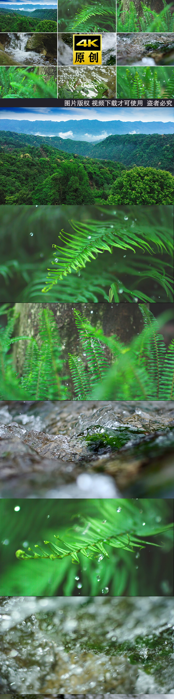 水森林水滴自然大自然水植物水泉水露珠植被