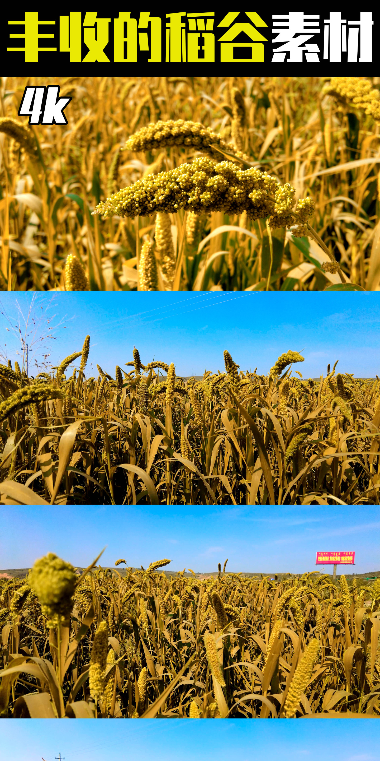 4k多角度拍摄秋天丰收的金色稻田及稻谷