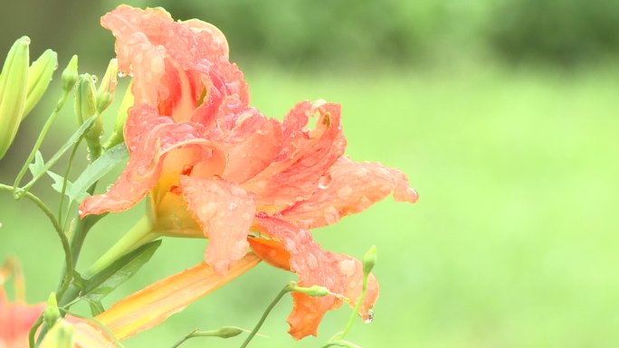 一朵雨后盛开的萱草（金针）花原始素材