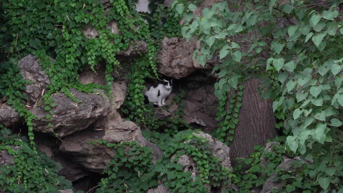 北京公园黑白流浪猫