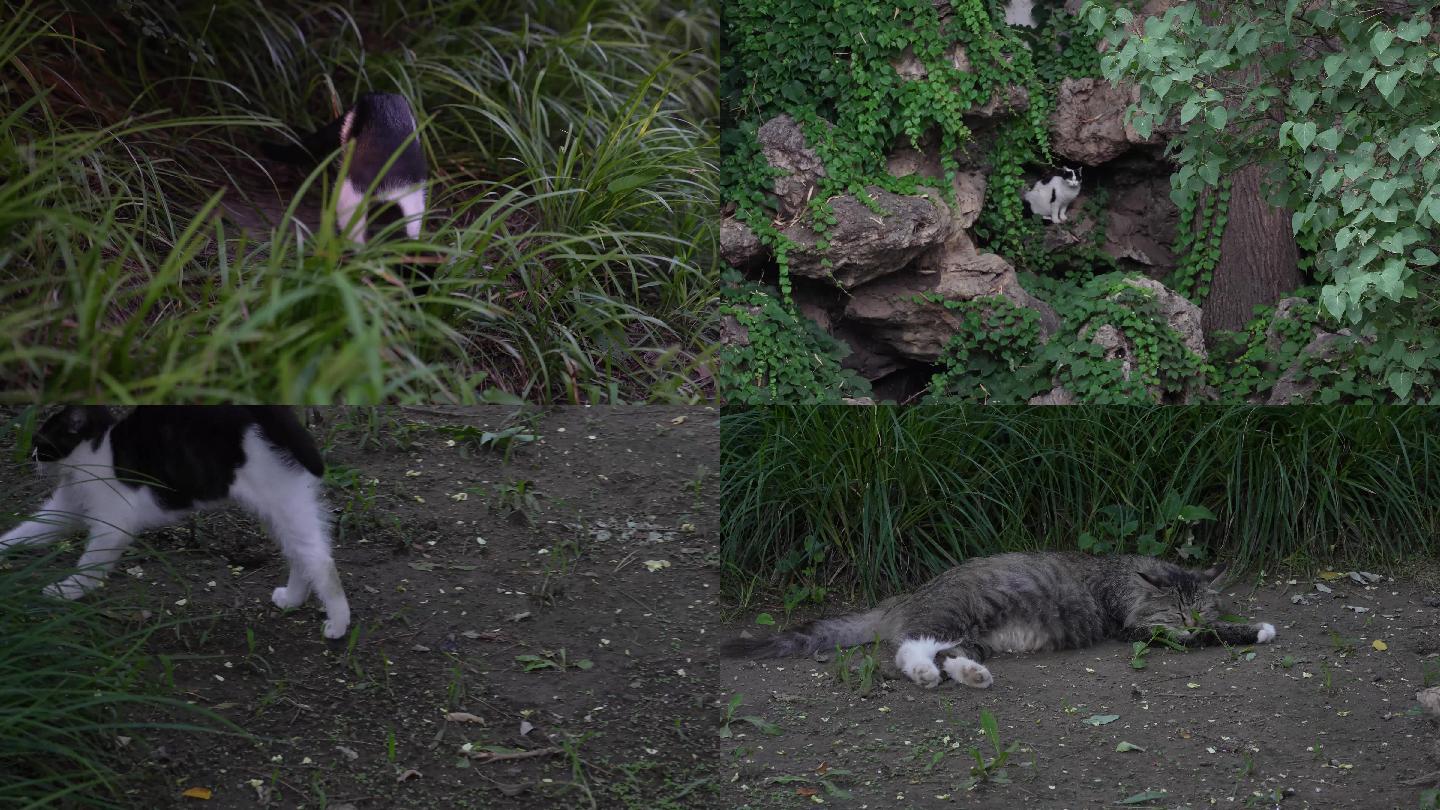 北京公园黑白流浪猫