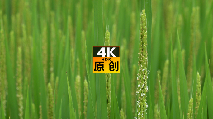 蜻蜓稻田 4K素材