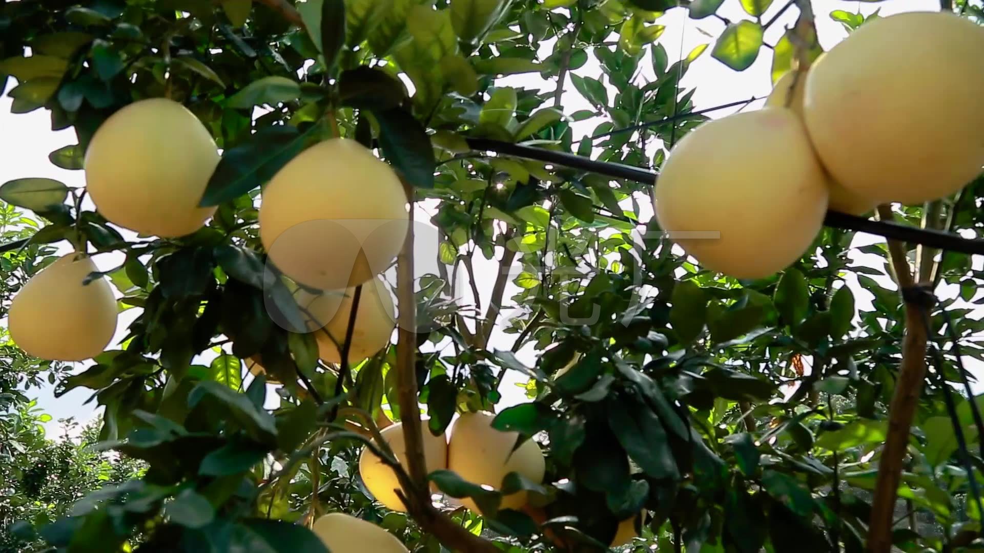 水果拍摄-泰国红心柚子|摄影|产品|鲸人映像 - 原创作品 - 站酷 (ZCOOL)