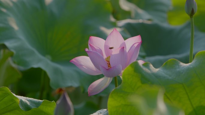 蜜蜂采蜜荷花