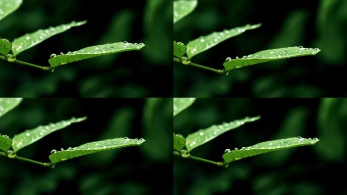 树叶露水雨滴特写