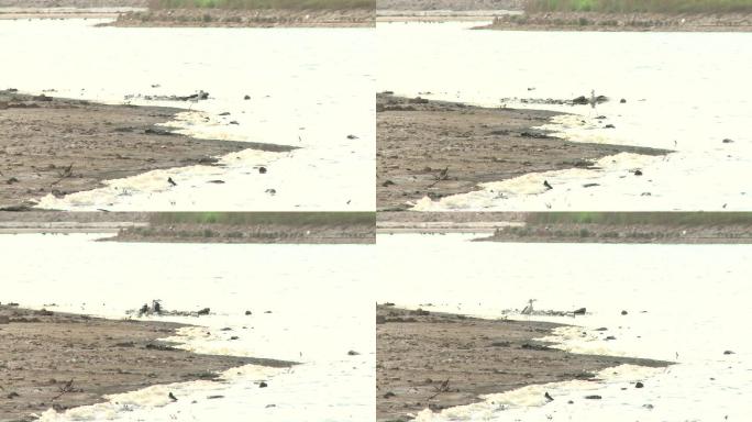 在咸水湖边觅食的海鸟