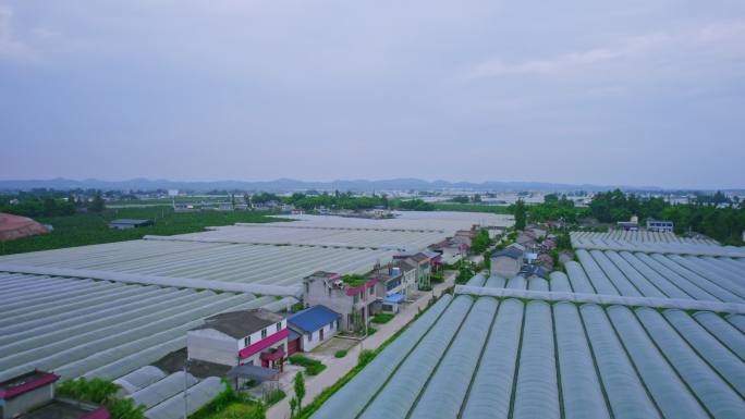 平原地区农业产业化