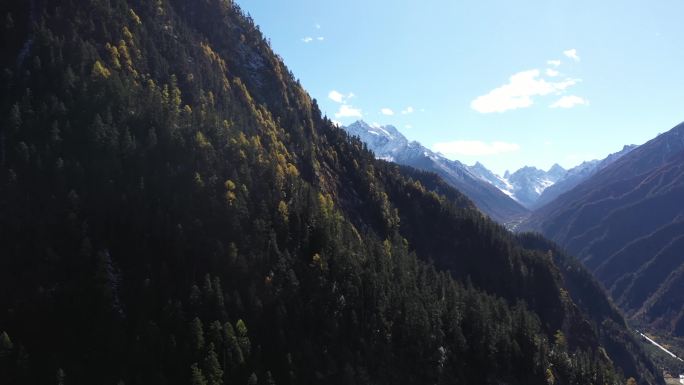 巍峨雪山 彩林