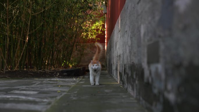 4k北京公园可爱流浪猫