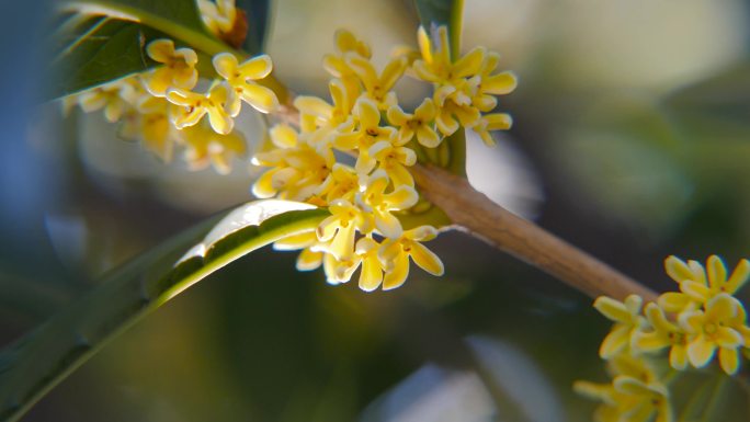 桂花