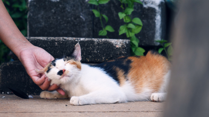 路边的流浪猫三花猫4k视频素材