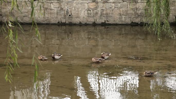 一群鸭子在河中静静的待着