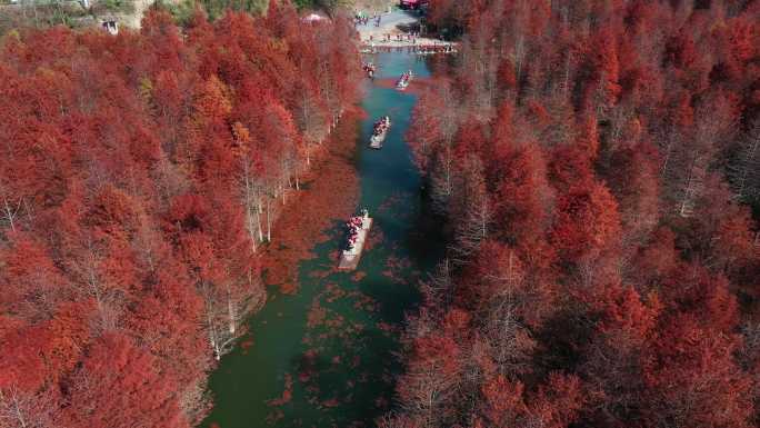 皖南川藏线安徽宁国落羽杉湿地公园秋景航拍