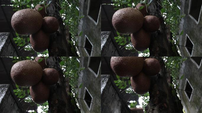 菠萝蜜树挂满水果