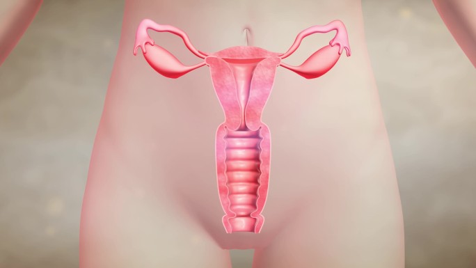 修复阴道 宫颈疾病 修复卵巢 药物因子