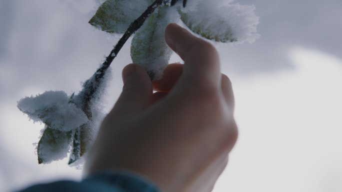 【6K原创视频】美女手抚摸积雪的树叶