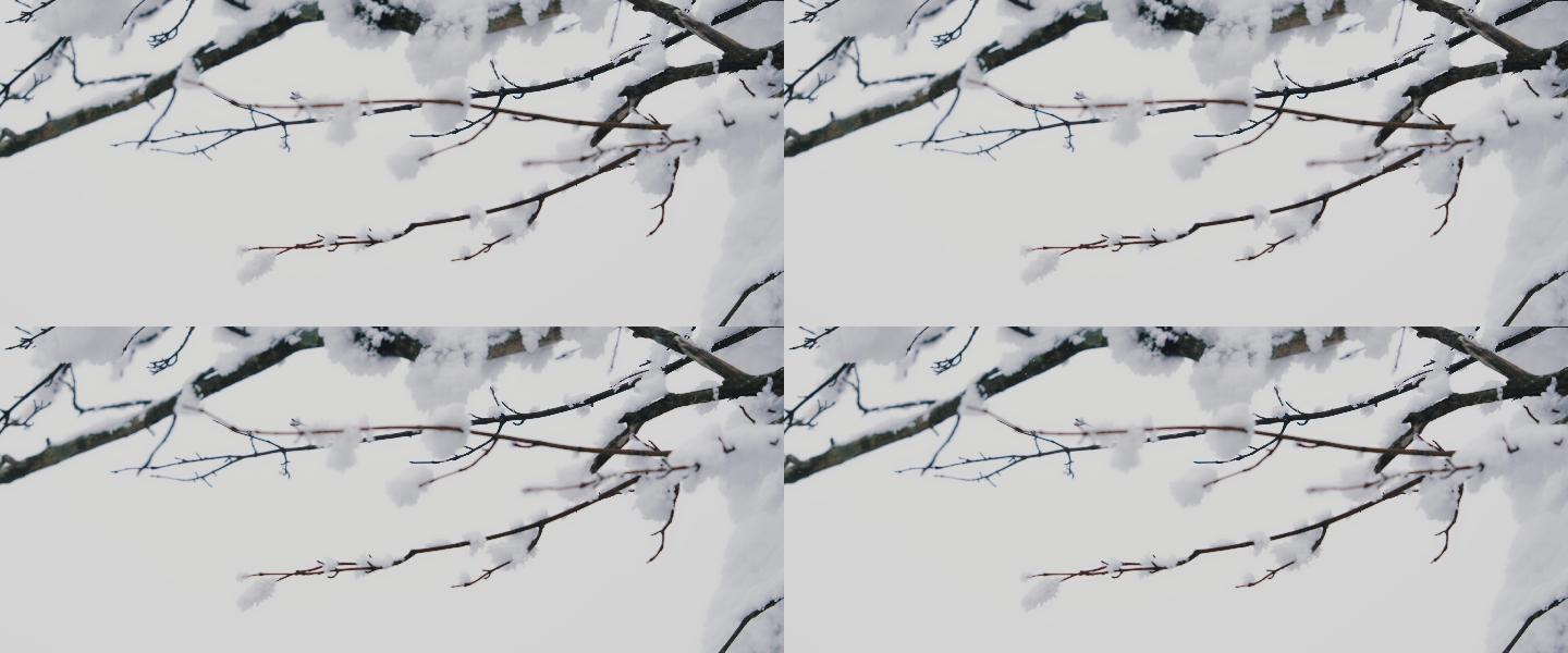 【6K原创视频】树枝上的积雪