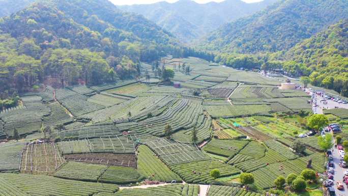 茶茶园茶山风光