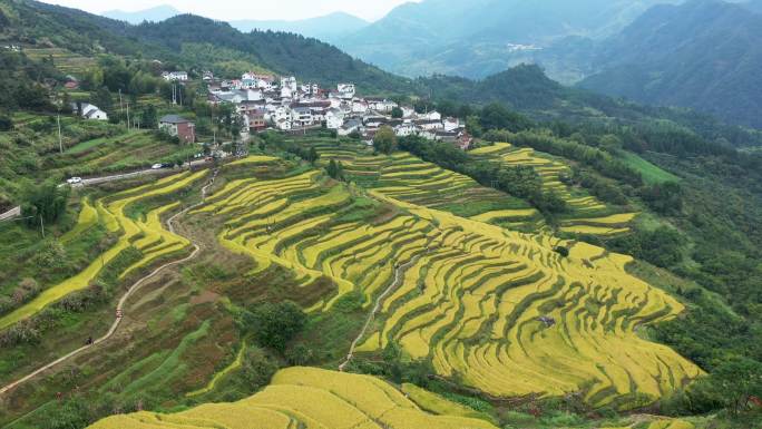 金华塔石岭边金色梯田风光航拍