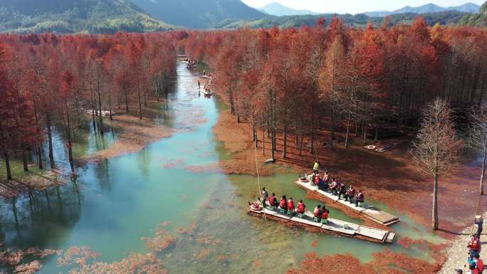 皖南川藏线安徽宁国落羽杉湿地公园秋景航拍