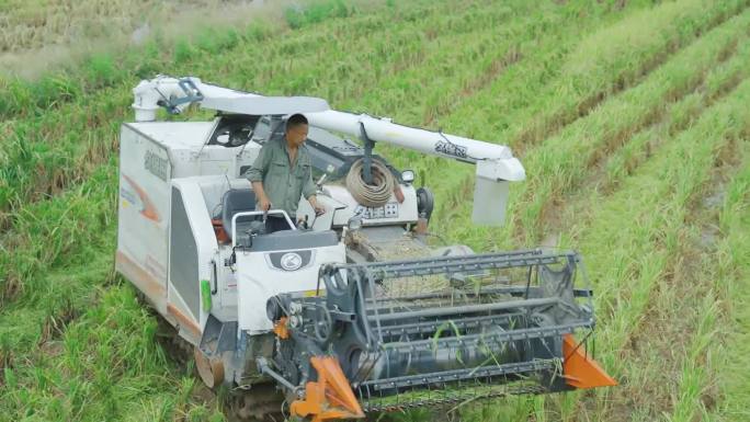 农民丰收机械丰收稻谷