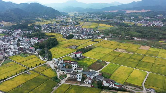 大同建德稻香小镇秋天金色稻田航拍