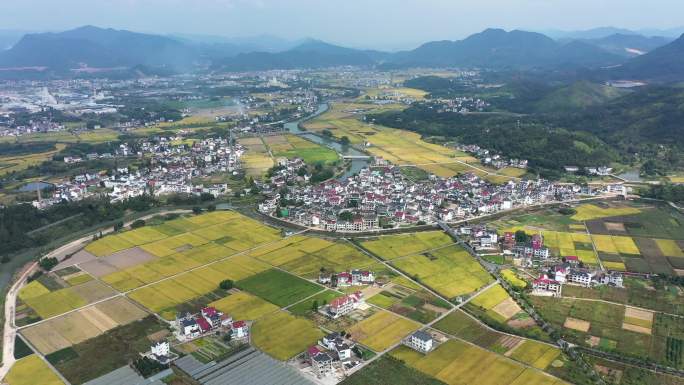 大同建德稻香小镇金色稻田风光航拍