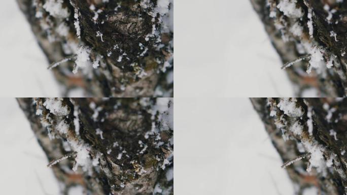 【6K原创视频】树枝上的雪花