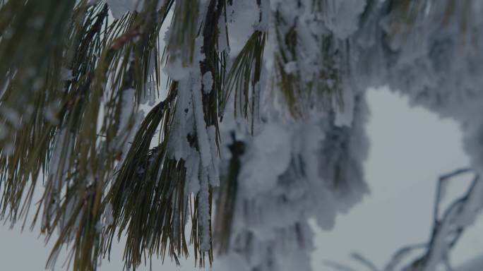 【6K原创视频】松枝上的积雪