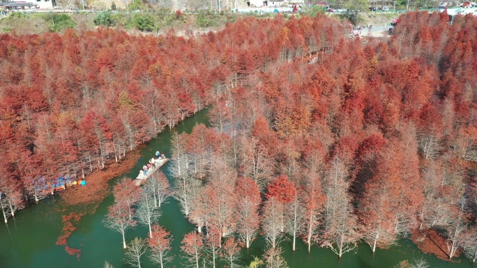 皖南川藏线安徽宁国落羽杉湿地公园秋景航拍