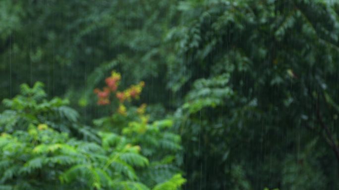 秋天下雨唯美清新空镜雨景